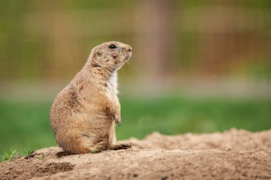 Çayır Köpeği çayırda