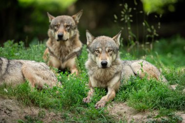 Yaz boyunca ormandaki gri kurt.