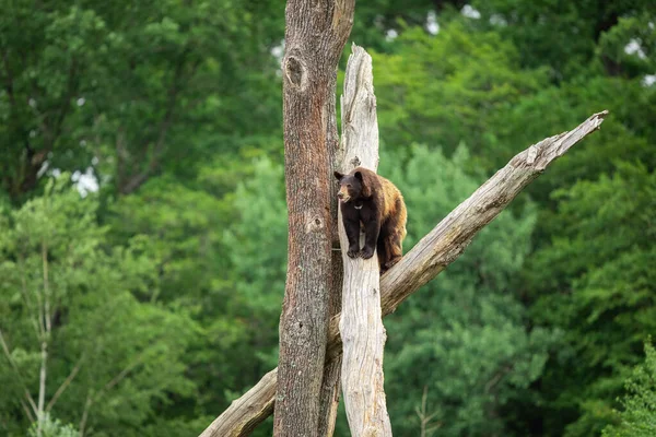 Черный Медведь Дереве — стоковое фото