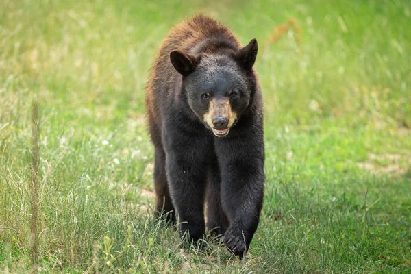 Orso Nero Che Cammina Sul Prato — Foto Stock