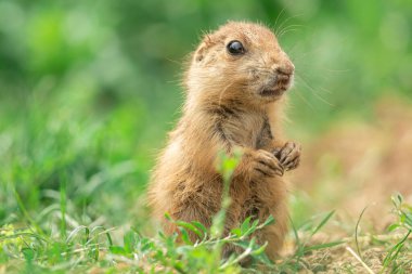 Çayır Köpeği çayırda