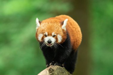 Red panda walking on the tree clipart
