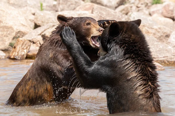 Urso Negro Jogando Lago — Fotografia de Stock