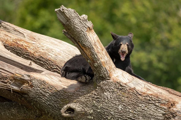 Orso Nero Sull Albero — Foto Stock