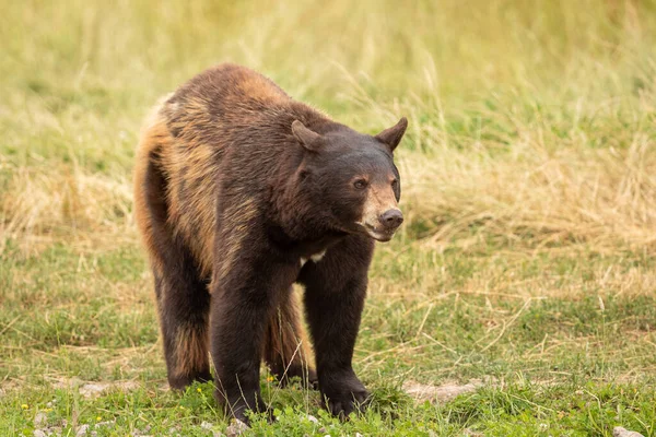 Schwarzbär Auf Der Wiese — Stockfoto