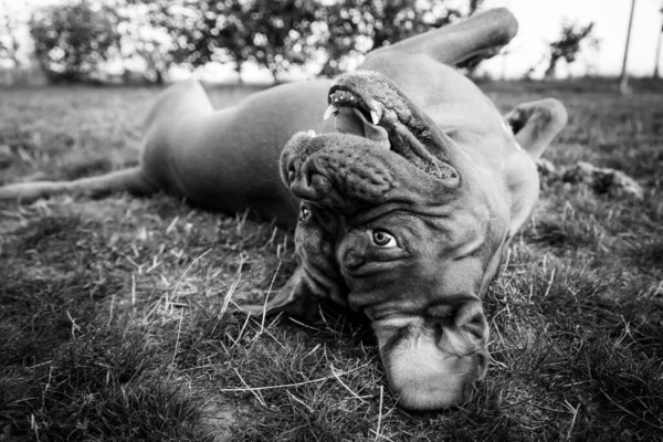 Mastiff Français Jouant Dans Herbe — Photo