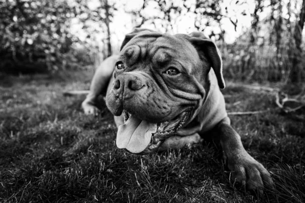 Potrait Einer Französischen Dogge Während Des Sonnenuntergangs — Stockfoto