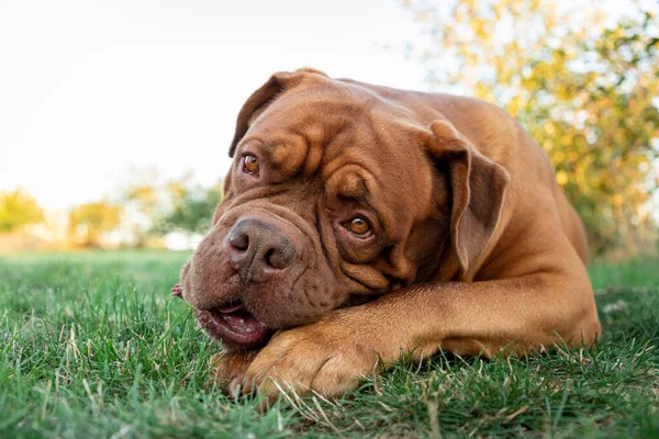 Potrait Mastiff Français Coucher Soleil — Photo