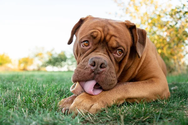 Potrait Mastiff Français Coucher Soleil — Photo