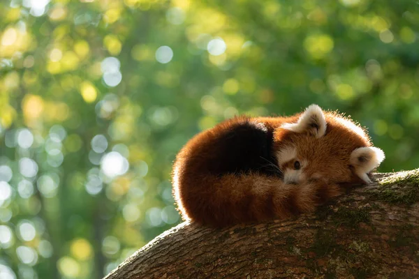 Roter Panda Schläft Auf Dem Baum — Stockfoto