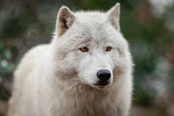 Portret Van Een Witte Wolf — Stockfoto