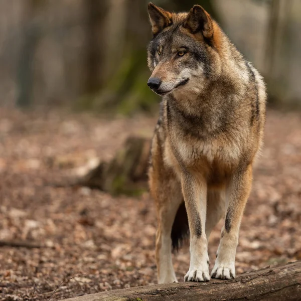 Porträt Eines Grauen Wolfes Wald Frühling — Stockfoto