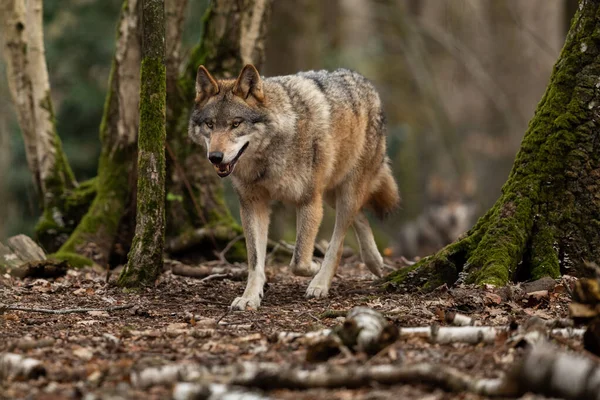 Lupo Grigio Nella Foresta Durante Primavera — Foto Stock