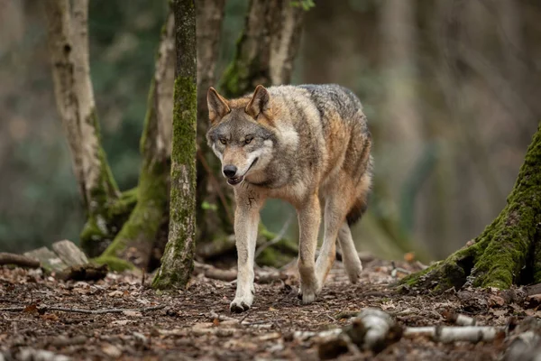 Lobo Cinzento Floresta Durante Primavera — Fotografia de Stock