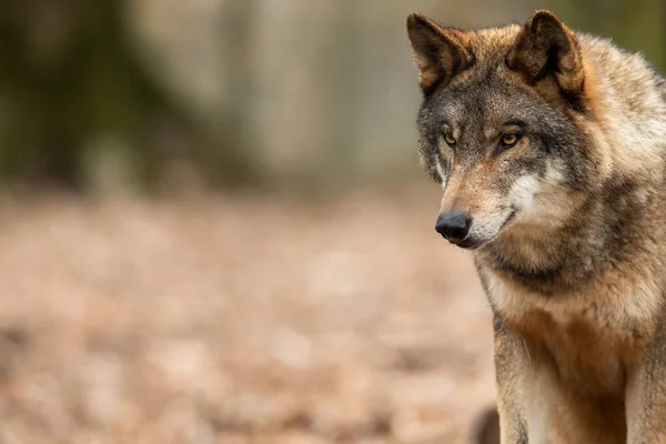 Retrato Lobo Cinzento Floresta Durante Primavera — Fotografia de Stock