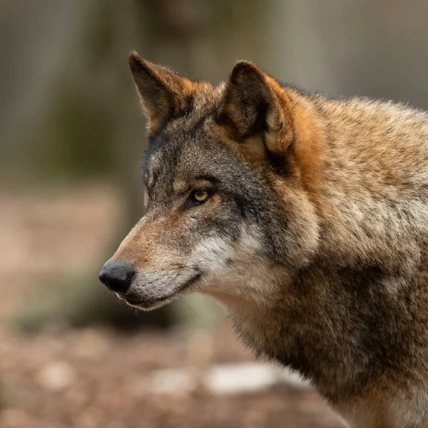 Szürke Farkas Erdőben Tavasszal — Stock Fotó