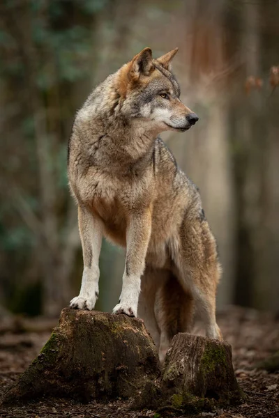 Lobo Cinzento Floresta Durante Primavera — Fotografia de Stock