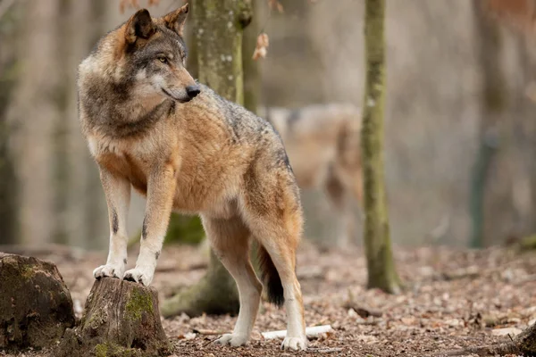 Lobo Cinzento Floresta Durante Primavera — Fotografia de Stock