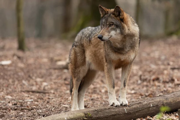 Lobo Cinzento Floresta Durante Primavera — Fotografia de Stock