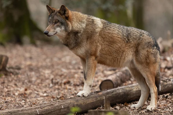 Lobo Gris Bosque Durante Primavera —  Fotos de Stock