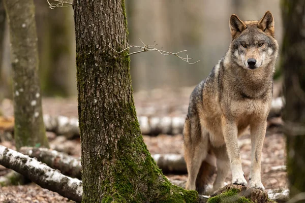 Серый Волк Лесу Весной — стоковое фото