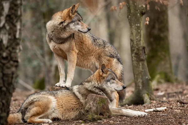 Lobo Gris Bosque Durante Primavera — Foto de Stock