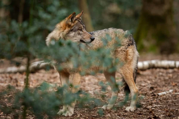 春の森の中のオオカミ — ストック写真