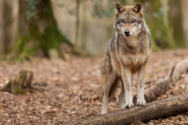 İlkbaharda ormandaki gri kurt