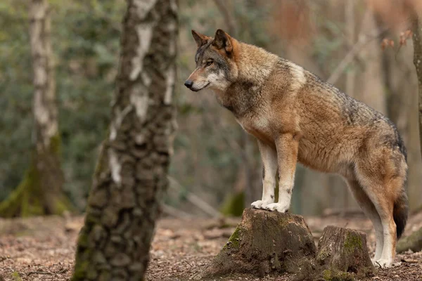 Grijze Wolf Het Bos Tijdens Lente — Stockfoto
