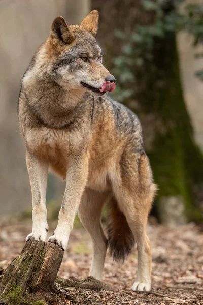 Grauer Wolf Frühling Wald — Stockfoto