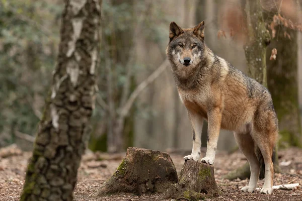 Loup Gris Dans Forêt — Photo