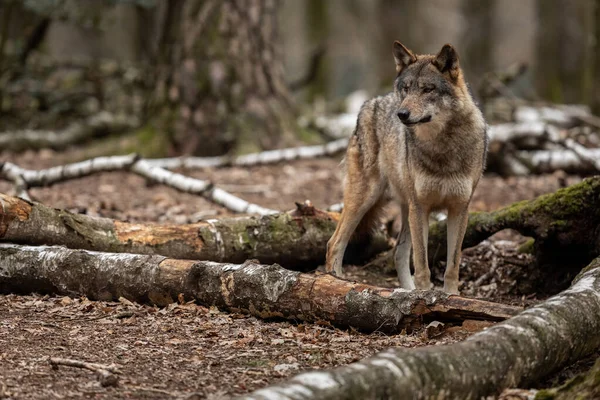 Loup Gris Dans Forêt — Photo