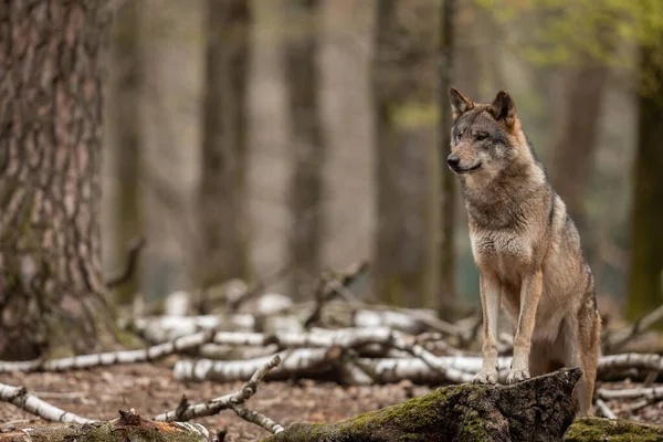 Loup Gris Dans Forêt — Photo