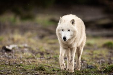 Ormandaki beyaz kurt