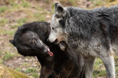 Siyah kurt ailesi ormanda oynuyor.