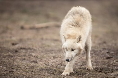 Ormandaki beyaz kurt