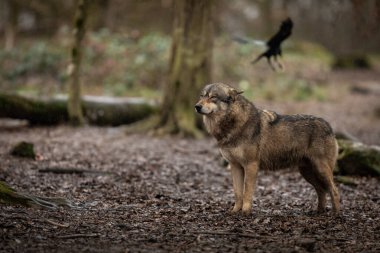 Ormandaki Gri Kurt ailesi