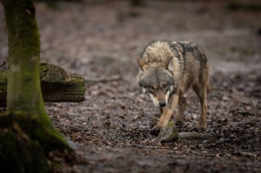 Ormandaki Gri Kurt ailesi