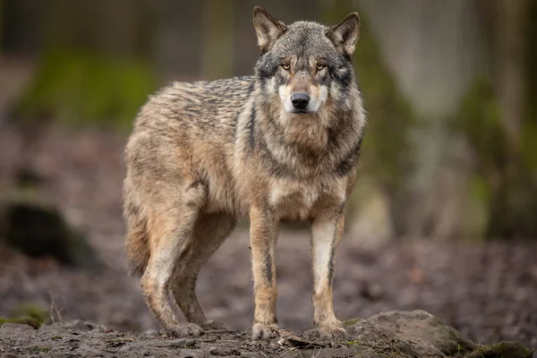 Grijze Wolf Het Bos — Stockfoto