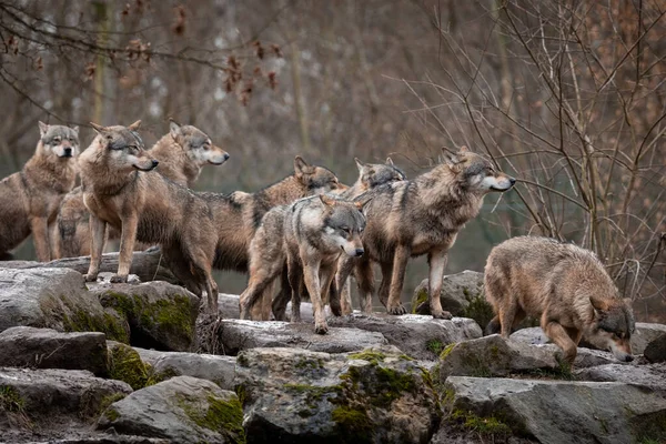 Famiglia Lupi Grigi Nella Foresta — Foto Stock