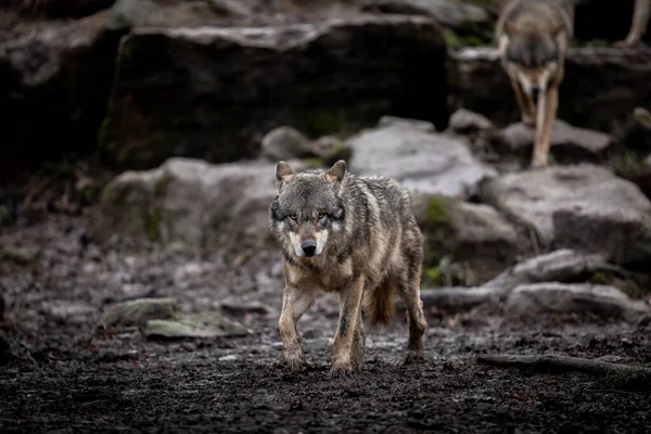 Lobo Gris Bosque — Foto de Stock