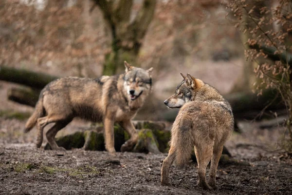 Familia Lobos Grises Bosque — Foto de Stock