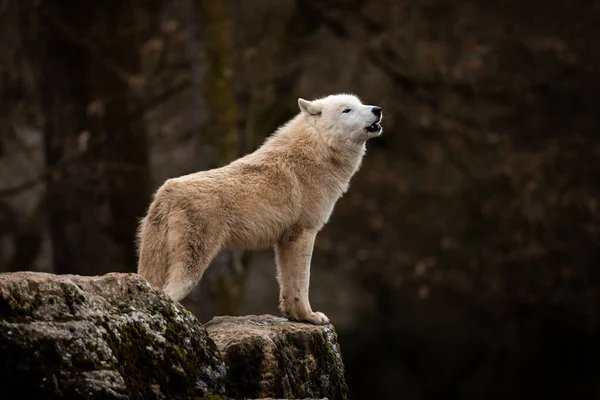 Huilend Van Een Witte Wolf Het Bos — Stockfoto