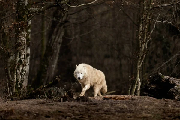 Білий Вовк Лісі — стокове фото