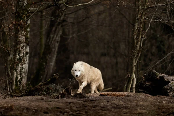 Loup Blanc Dans Forêt — Photo