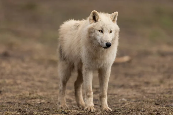 Loup Blanc Dans Forêt — Photo