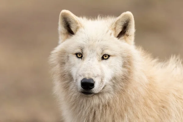 Retrato Lobo Blanco Bosque —  Fotos de Stock