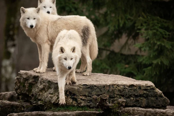 Familia Lobos Blancos Bosque — Foto de Stock