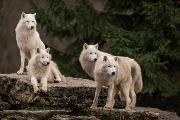 Ormandaki beyaz kurt ailesi
