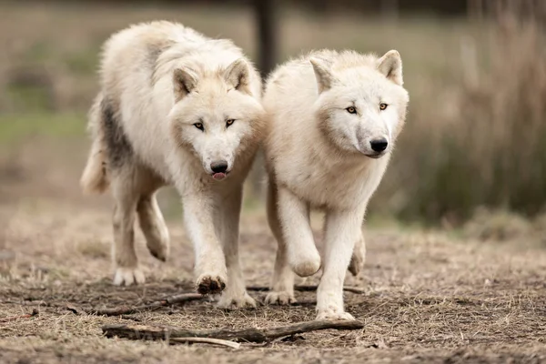 Lobo Blanco Bosque — Foto de Stock